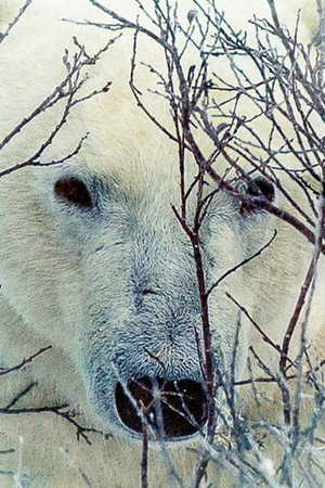 Where the Polar Bears Wait poszter