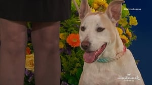 The 2018 American Rescue Dog Show háttérkép