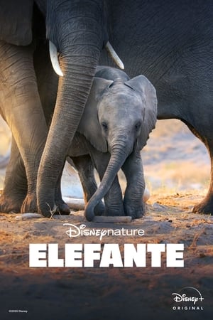 Elephant poszter