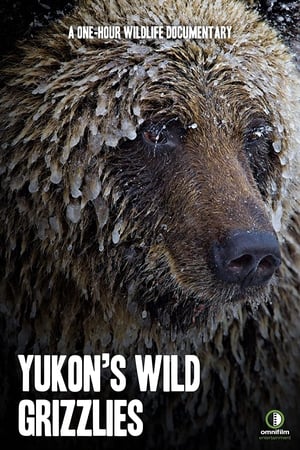 A Yukon vad grizzlymedvéi poszter