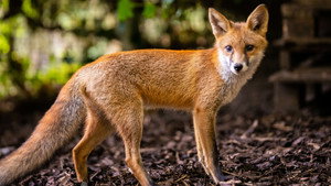 Foxes: Their Secret World kép