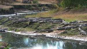 Crocs of Katuma háttérkép