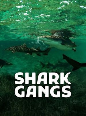 Shark Gangs poszter