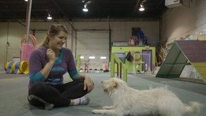 Dogsville háttérkép