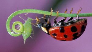 Insect Worlds kép