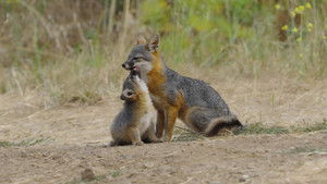 Le renard qui a sauvé son île háttérkép