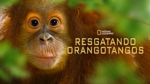 Operation Orangutan háttérkép