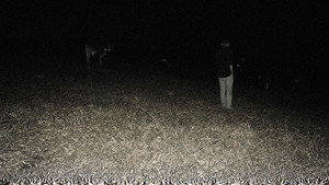 Predação Noturna háttérkép