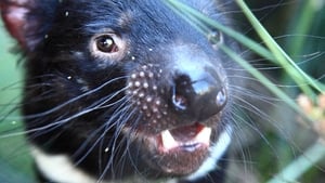 David Attenborough's Tasmania háttérkép