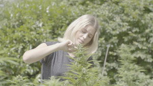 Cannabiz kép