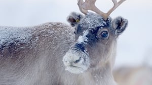 Santa's Wild Home háttérkép