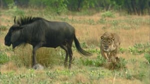 The Last Lioness háttérkép