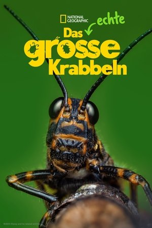 Egy igazi bogár élete poszter