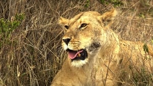 Serengeti: Nature's Greatest Journey háttérkép