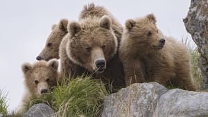 Terre des ours háttérkép