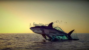 Noah’s Shark háttérkép