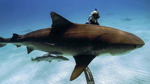 Saving Jaws háttérkép