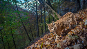 Le Retour fragile du lynx háttérkép