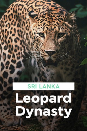 Sri Lanka leopárdjai poszter
