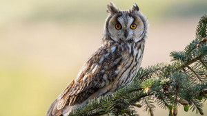 Springwatch 23. évad Ep.7 7. epizód