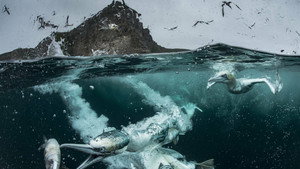 Wild Shetland: Scotland's Viking Frontier háttérkép