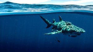 Shark Superpower háttérkép