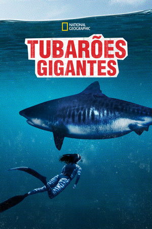 World's Biggest Tiger Shark poszter