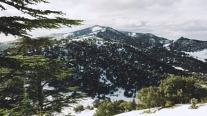 Les Déracinés háttérkép