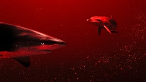 Sharks vs. Dolphins: Blood Battle háttérkép