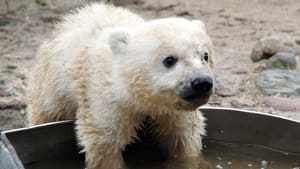 Knut - Aus der Kinderstube eines Eisbären háttérkép