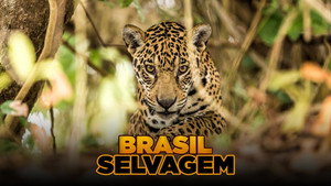 Szelidítetlen Brazília kép