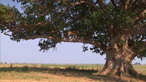 The Lion Tree háttérkép