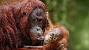 Escape from Extinction háttérkép