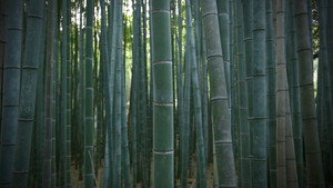 Core Kyoto 2. évad Ep.8 8. epizód