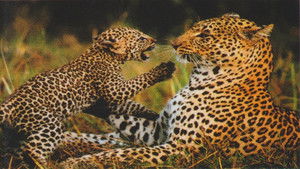 Natural Killers Predators Close Up: Kalahari Supercat háttérkép