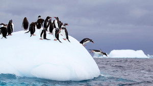 Wild Antarctica háttérkép