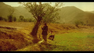 درخت گلابی háttérkép