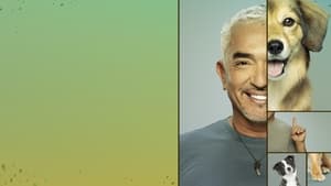 Cesar Millan: Jó gazdi, jó kutya kép