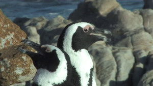 The African Penguin háttérkép