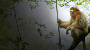 Souvenirs d'un singe doré háttérkép