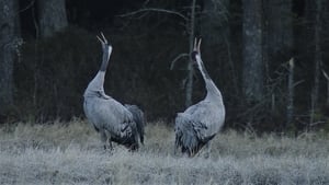 Tuulte tahutud maa háttérkép