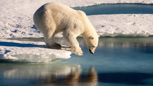 Polar Bears háttérkép
