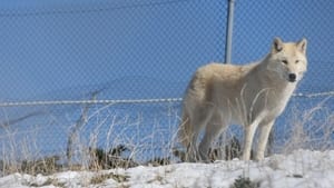 The First Canines háttérkép