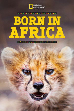 Afrikában születtek poszter