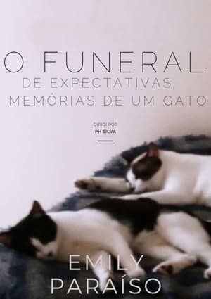 O funeral de expectativas e memórias de um gato