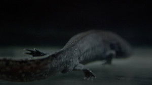 Axolotl háttérkép
