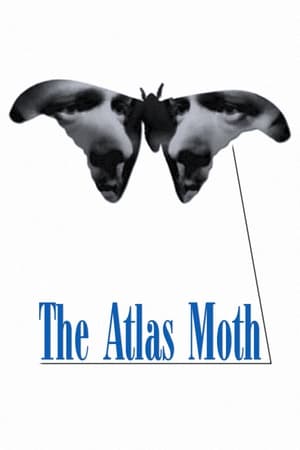 The Atlas Moth