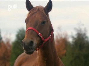 The Saddle Club Season 3 Ep.18 18. epizód