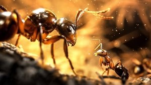 Le Royaume des fourmis háttérkép
