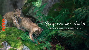 Der wilde Wald háttérkép
